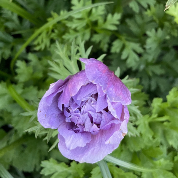 Close-up of a beautiful Levante Azzuro Anemone from The Happy Hour Flowers, showcasing its intricate purple petals. This Italian specialty cut flower is great for mixed bouquets and cutting gardens. Perfect for vase arrangements at weddings or as garden accents alongside blue and white anemones.