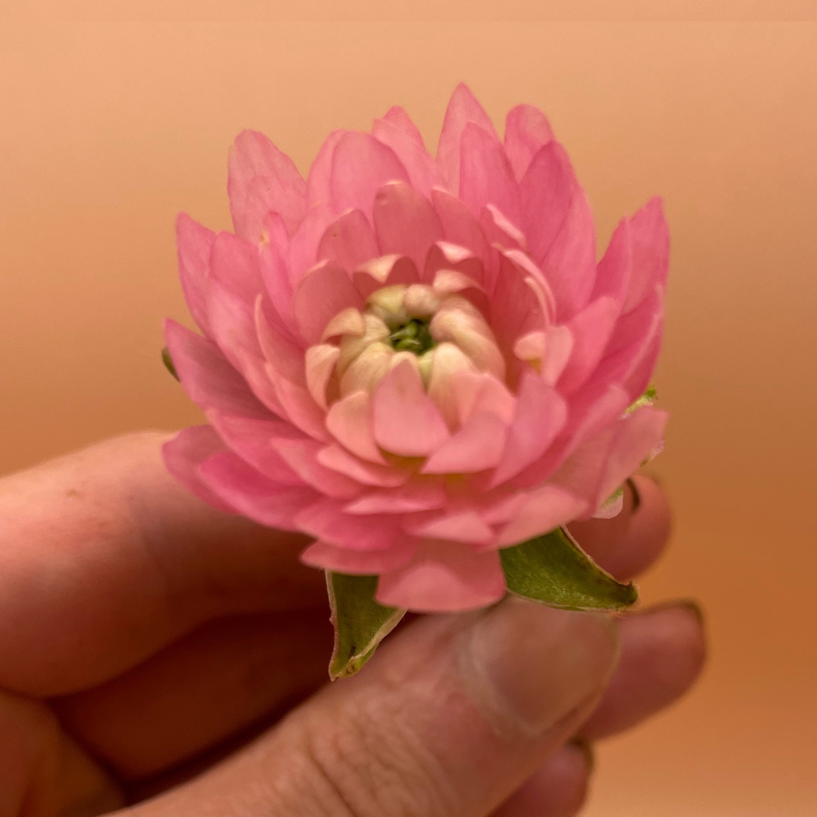 Moderna Cloni Ranunculus Corms, Venus, Pack of 5