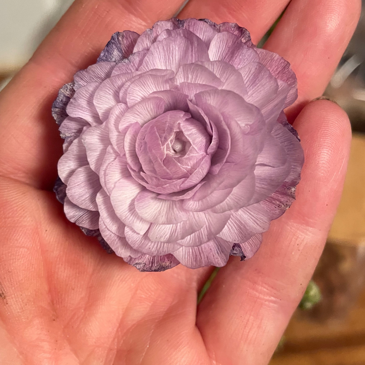 Success Cloni Ranunculus Corms; Nonno Antonio- Pack of 5