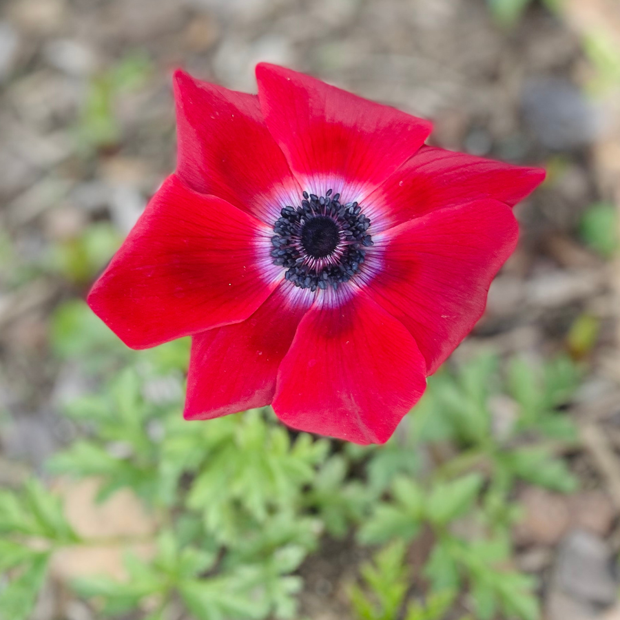 Meron Anemone Mix; Pack of 10