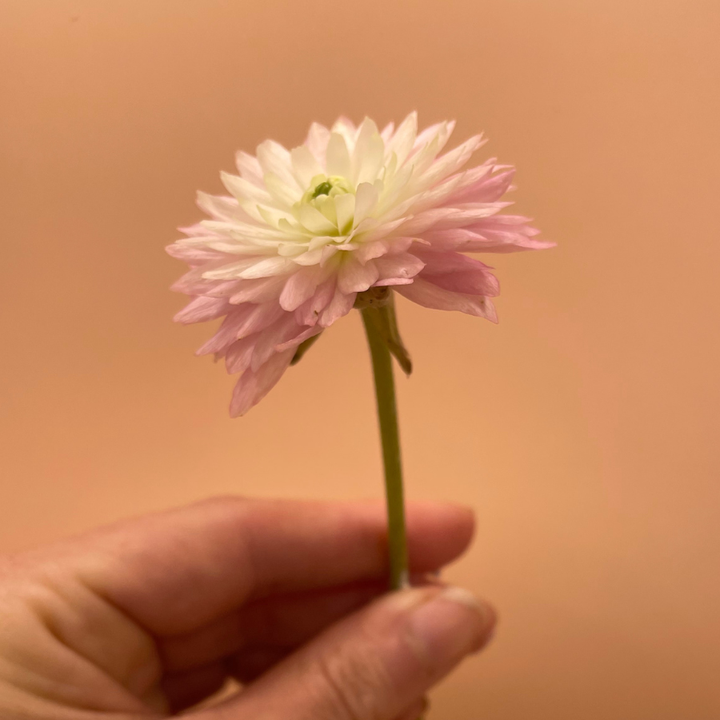 Moderna Cloni Ranunculus Corms, Venus, Pack of 5