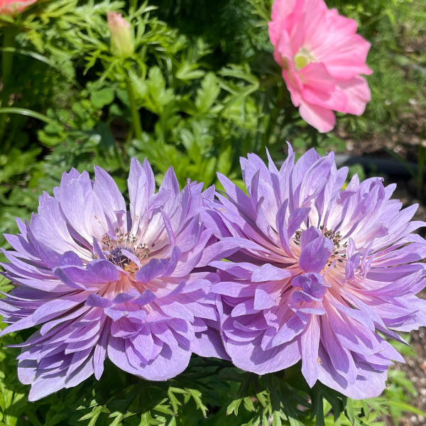 Two charming Levante Azzuro Anemones from The Happy Hour Flowers, showcasing their layered purple petals. These cheerful blooms are perfect for cutting gardens, creating beautiful floral bouquets or wedding decorations alongside other specialty cut flowers like ranunculus and floret.