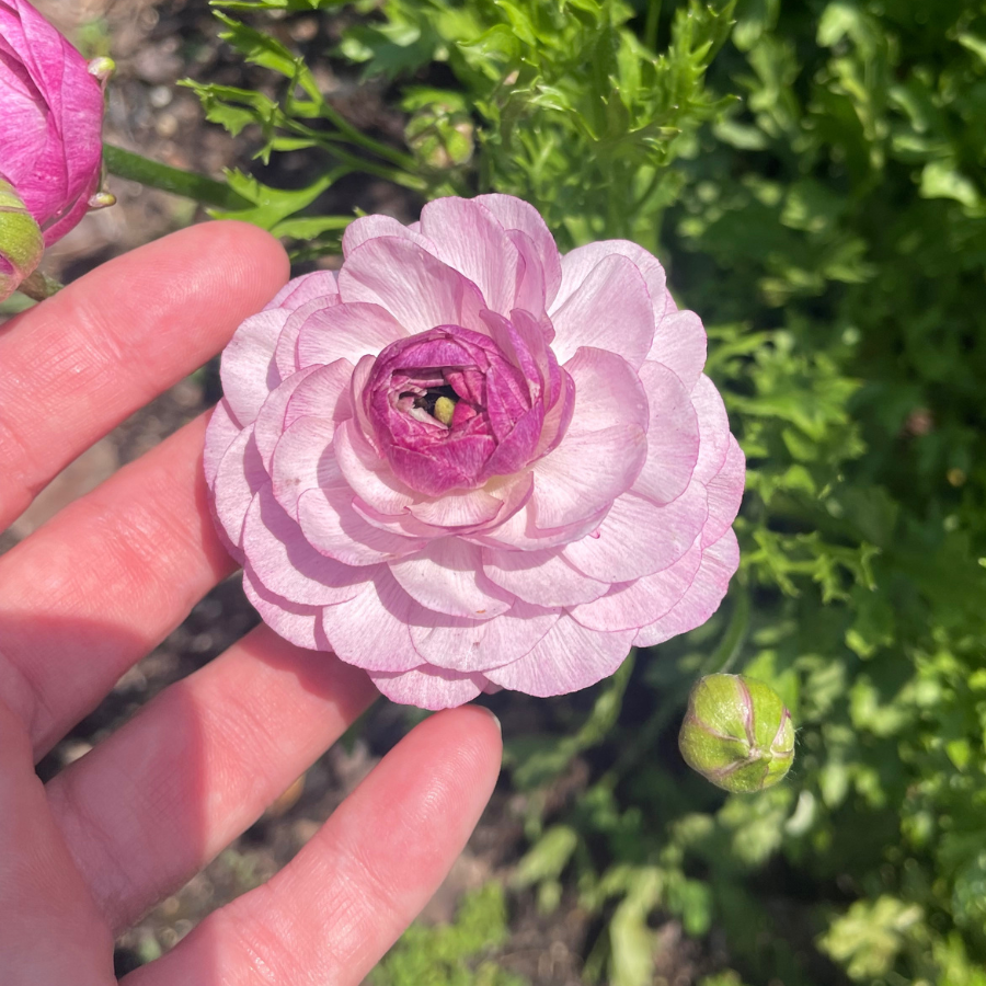 Success Cloni Ranunculus Corms; Nonno Antonio- Pack of 5