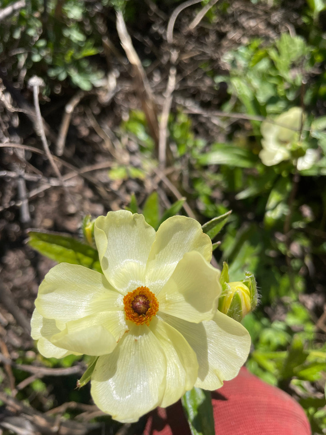 Butterfly Ranunculus Helios, pale yellow