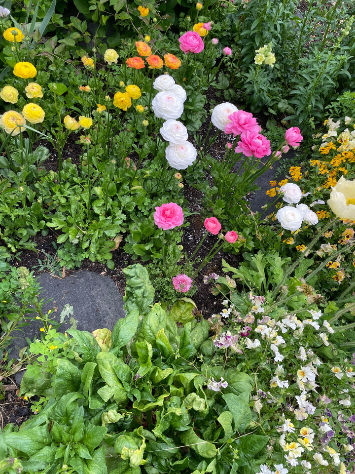 a garden filled with lots of different colored flowers