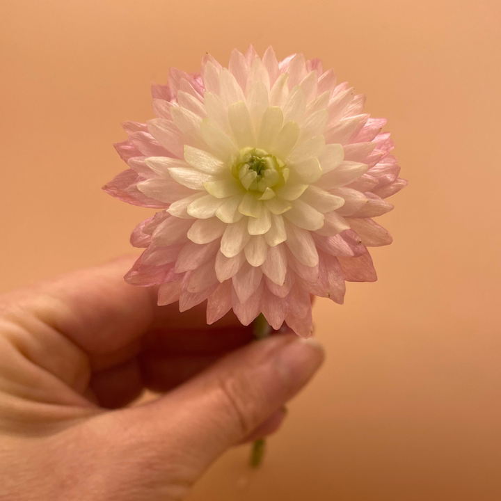 Moderna Cloni Ranunculus Corms, Venus, Pack of 5