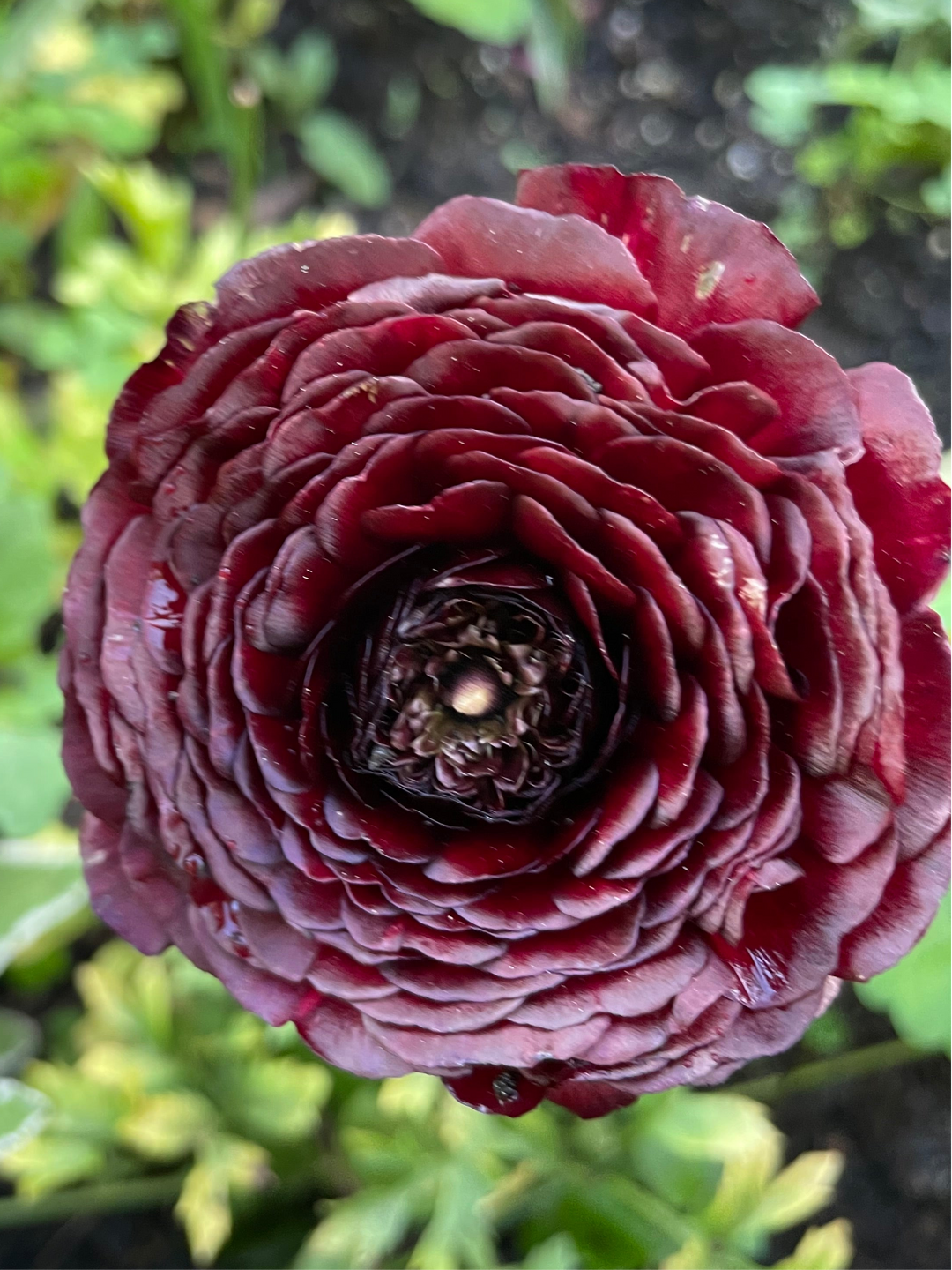 Romance Ranunculus Perigord