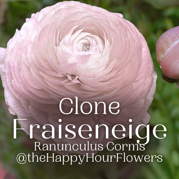 Clone Ranunculus Clone Ranunculus Corms - The Happy Hour Flowers