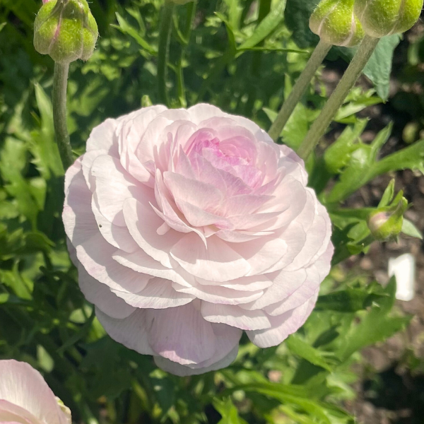 Pink flower with green leaves in a garden setting