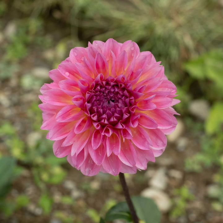 Esli pink dahlia