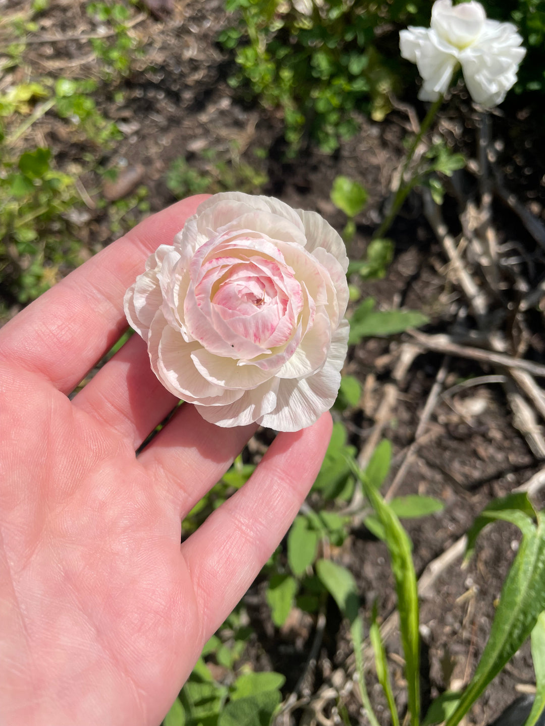 Romance Ranunculus Seine