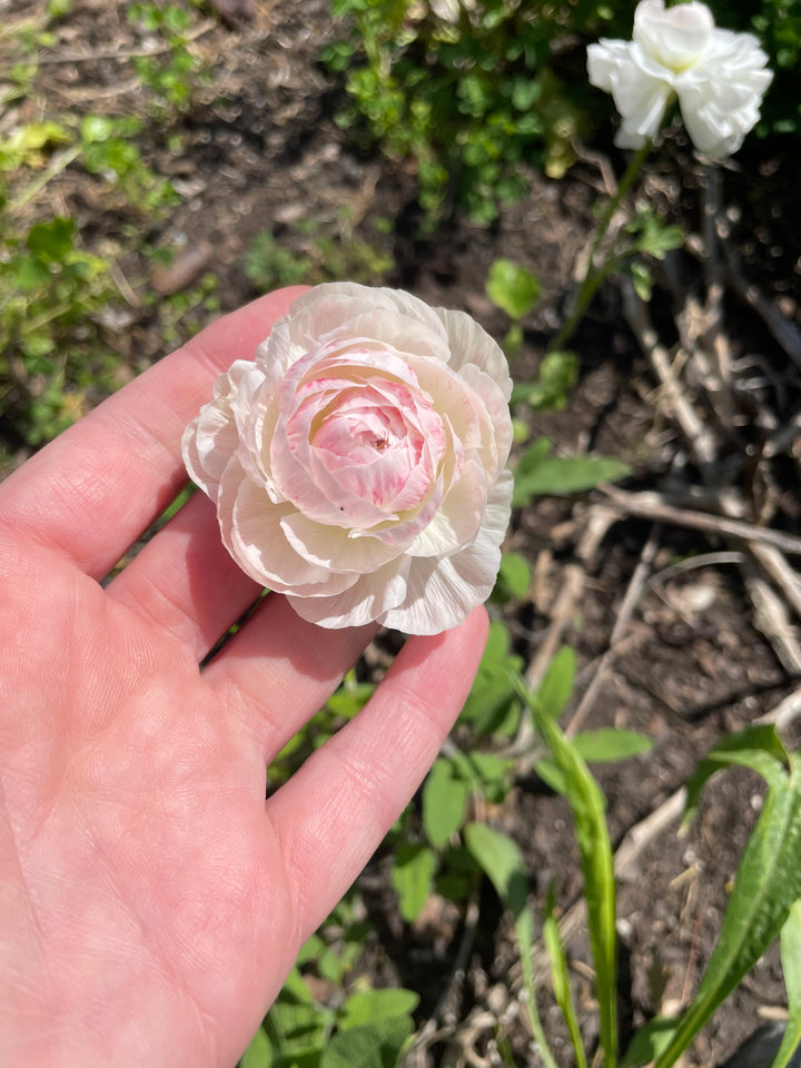 Romance Ranunculus Seine