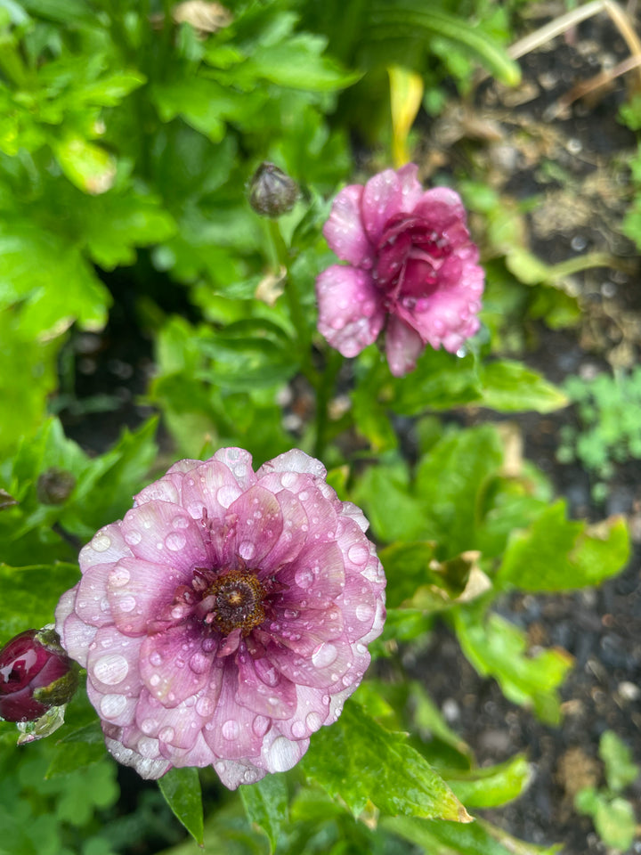 Butterfly Ranunculus Thiva- Pack of 5 Corms