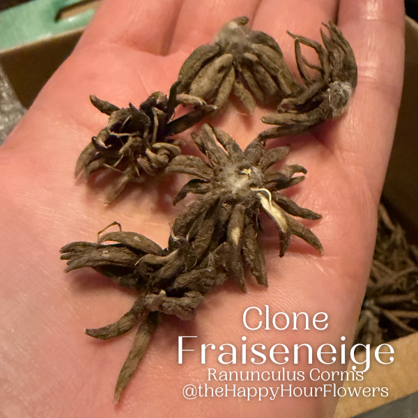 Clone Ranunculus Fraiseneige Clone Ranunculus Corms - Pack of 5 – The Happy Hour Flowers