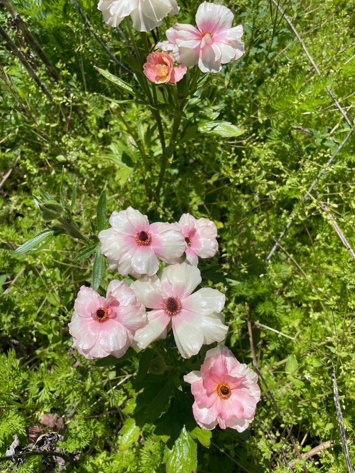 a group of pink and white flowers in a field