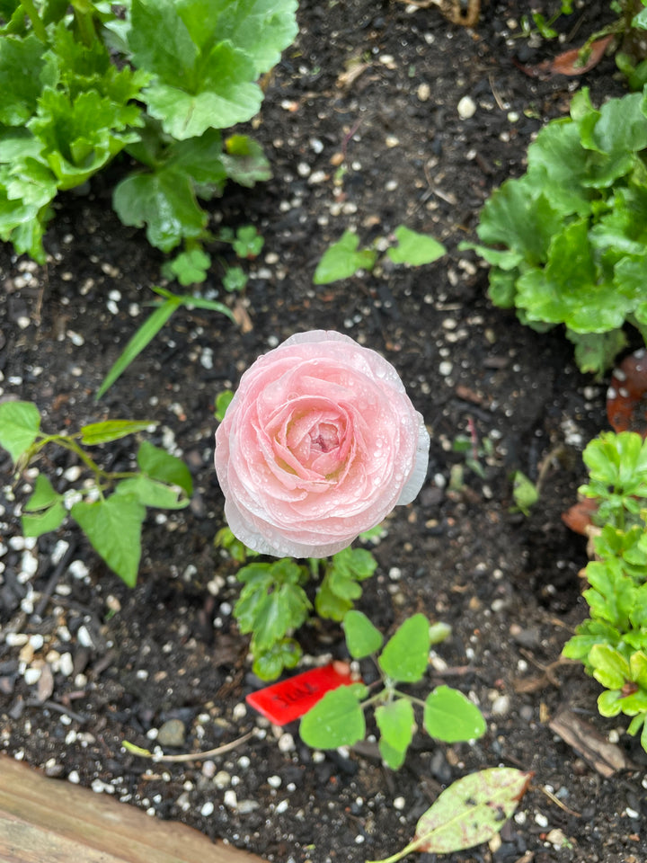 Romance Ranunculus Seine