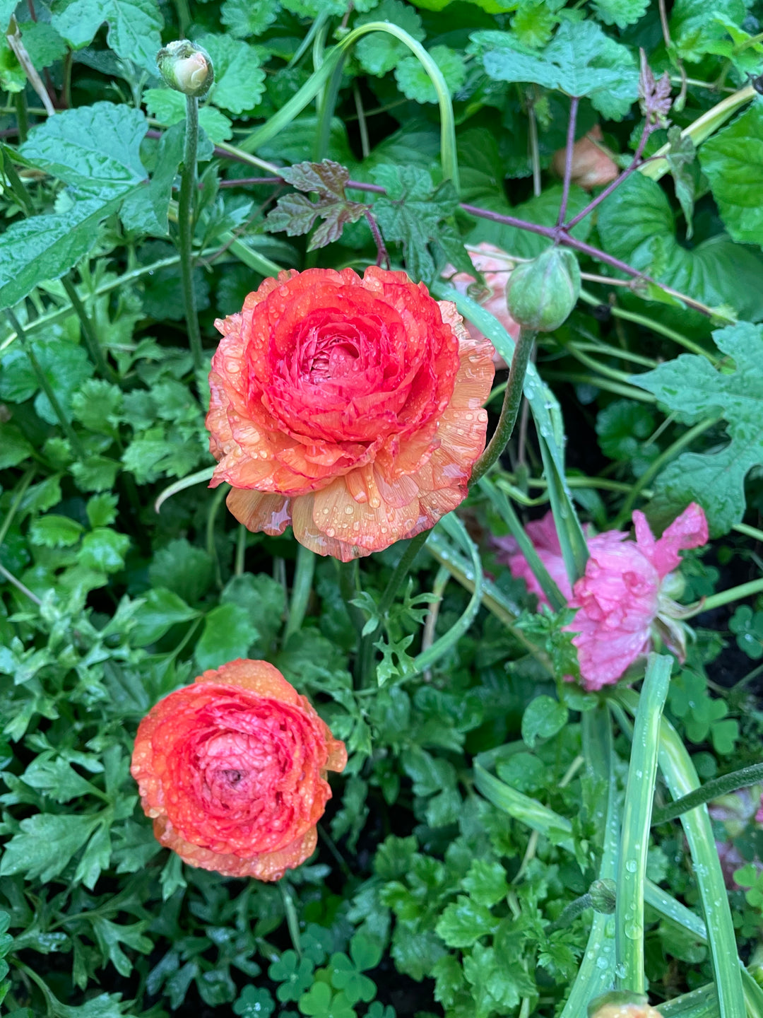 Romance Ranunculus Paradou