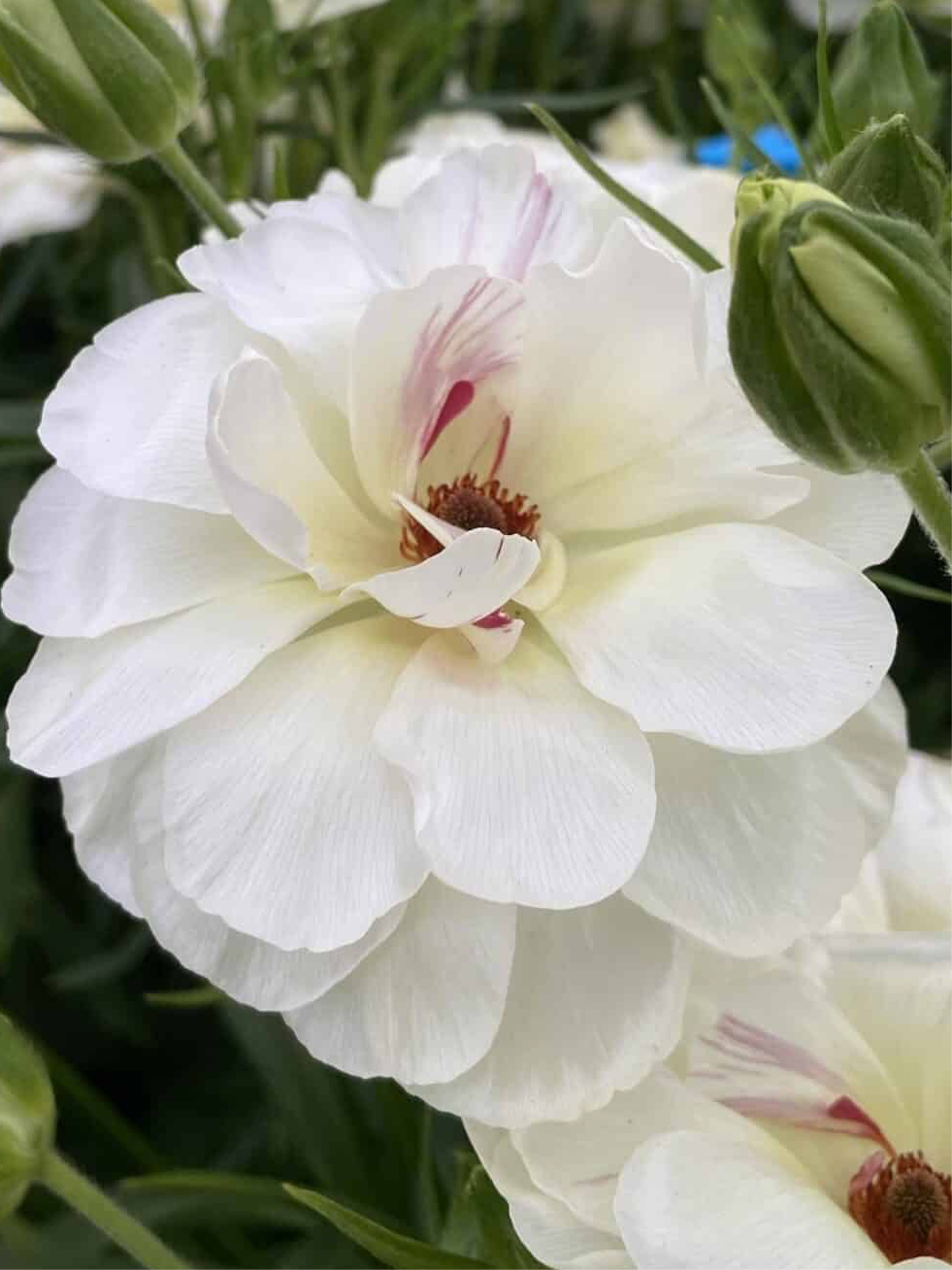 a close up of a white flower with green leaves