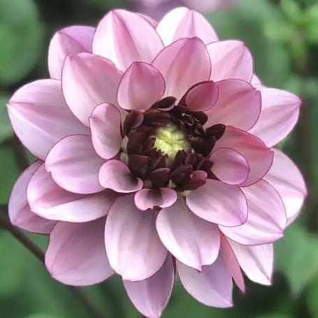 Crème de Cassis purple dahlia