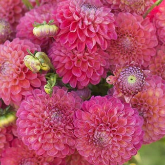 Jowey Frambo Pink Ball Dahlia