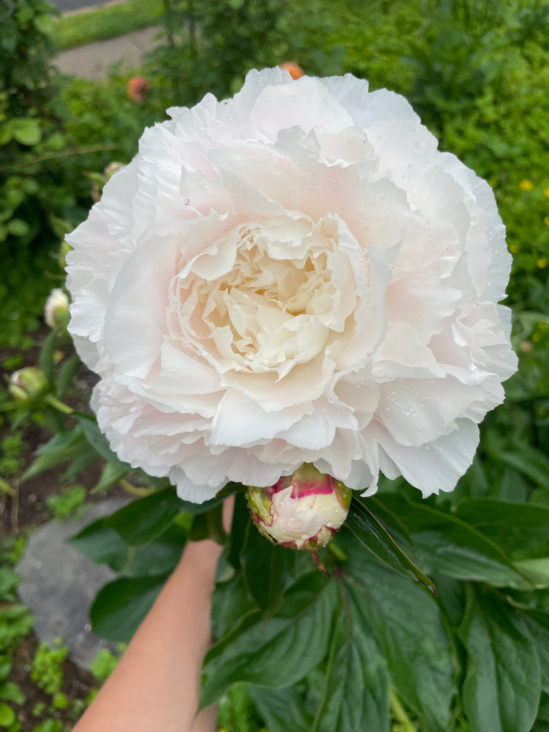 Peony Bare Root Ann Cousin