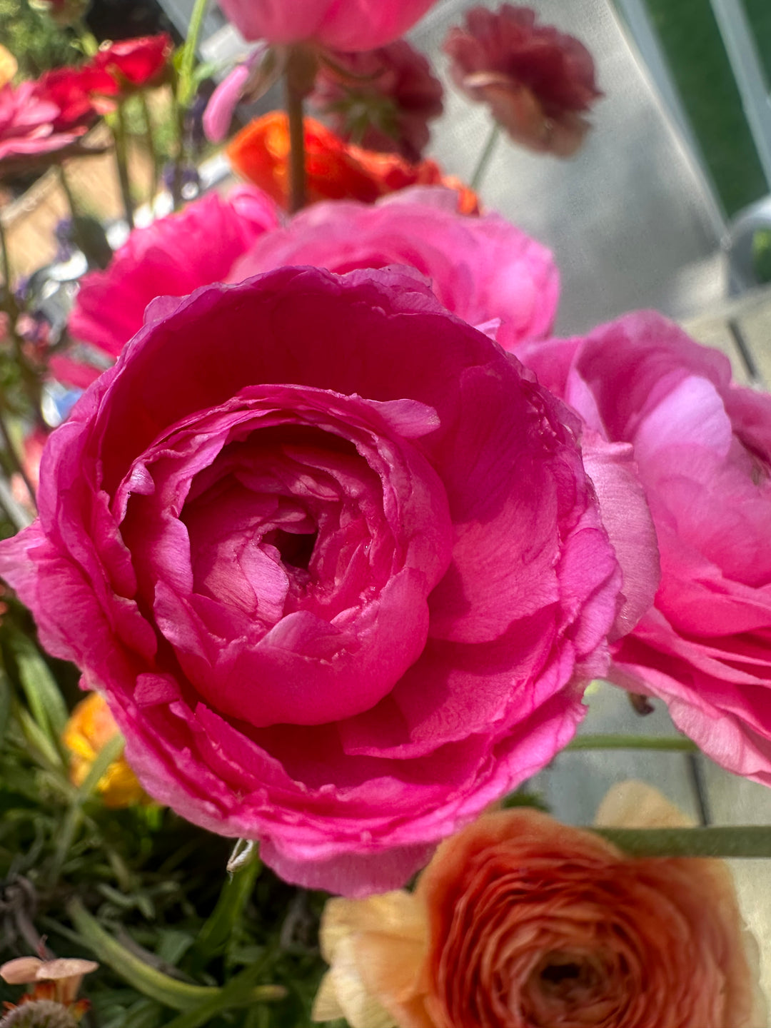 Mercury pink Romance Ranunculus