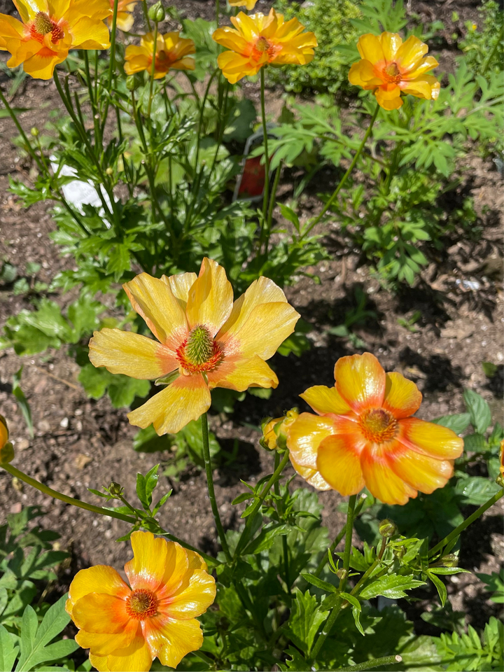 Butterfly Ranunculus Charis Corms- Pack of 5