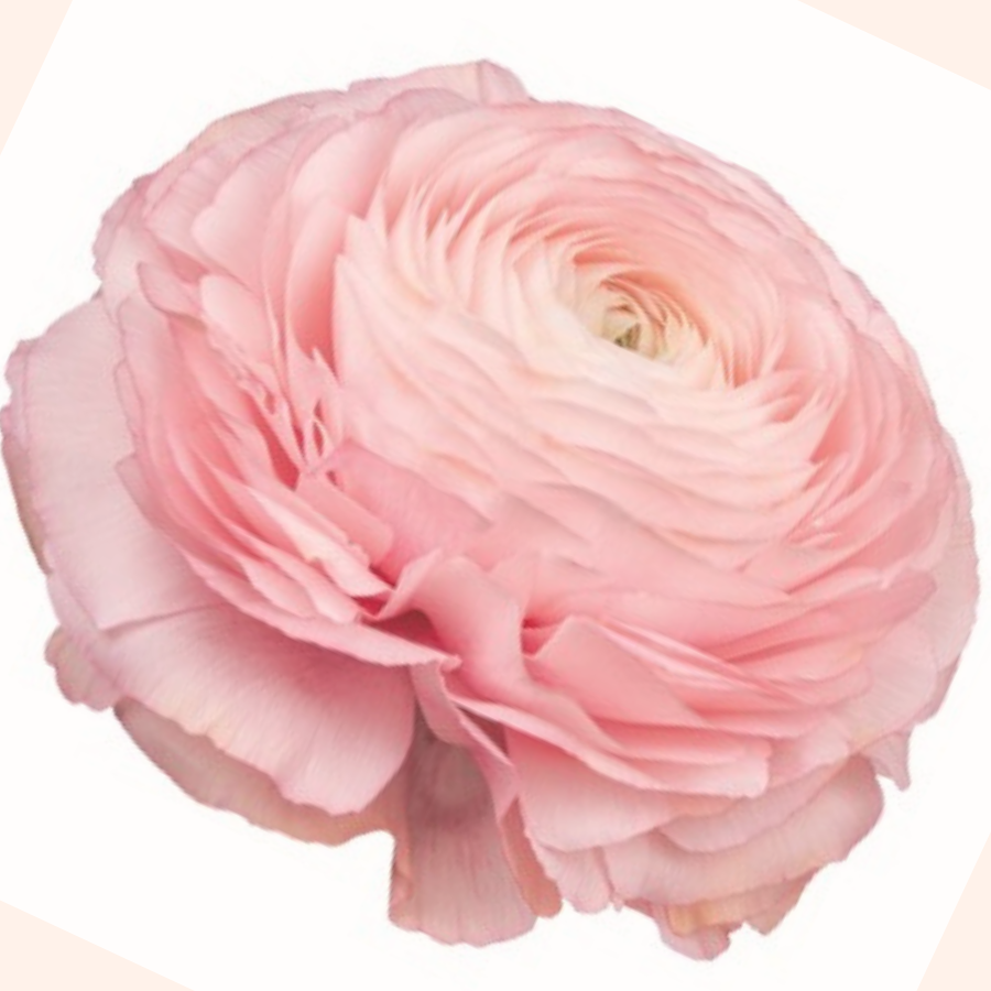 Success Cloni Blush Ranunculus-Pack of 5