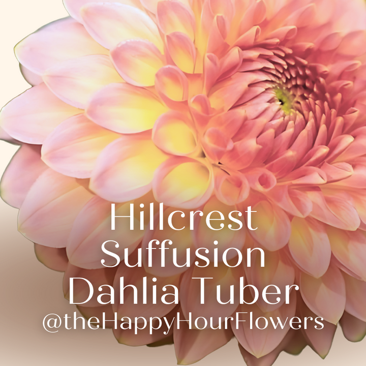 An artistic rendition of a Hillcrest Suffusion Dahlia flower with soft pink and yellow tones, promoting The Happy Hour Flowers brand.