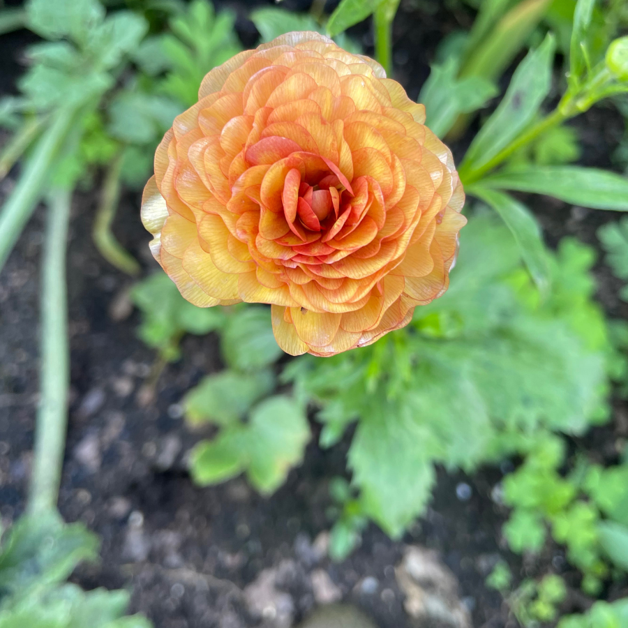 Close-up of an orange flower with green leaves in the background Butterfly Ranunculus Lotis for sale 