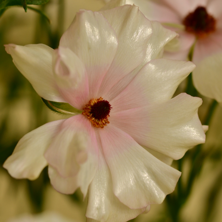 Close-up view of a single Hestia Butterfly Ranunculus flower, with ivory and pink tones, illustrating the beauty of butterfly ranunculus from The Happy Hour Flowers.