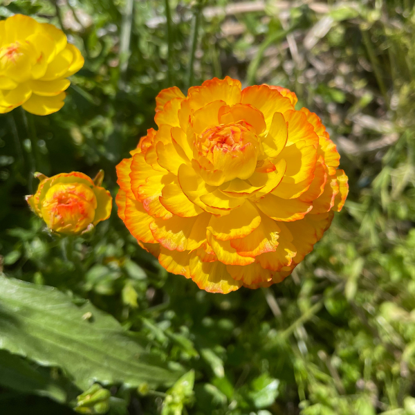 Elegance Ranunculus Corms; Giallo Striato- Pack of 10