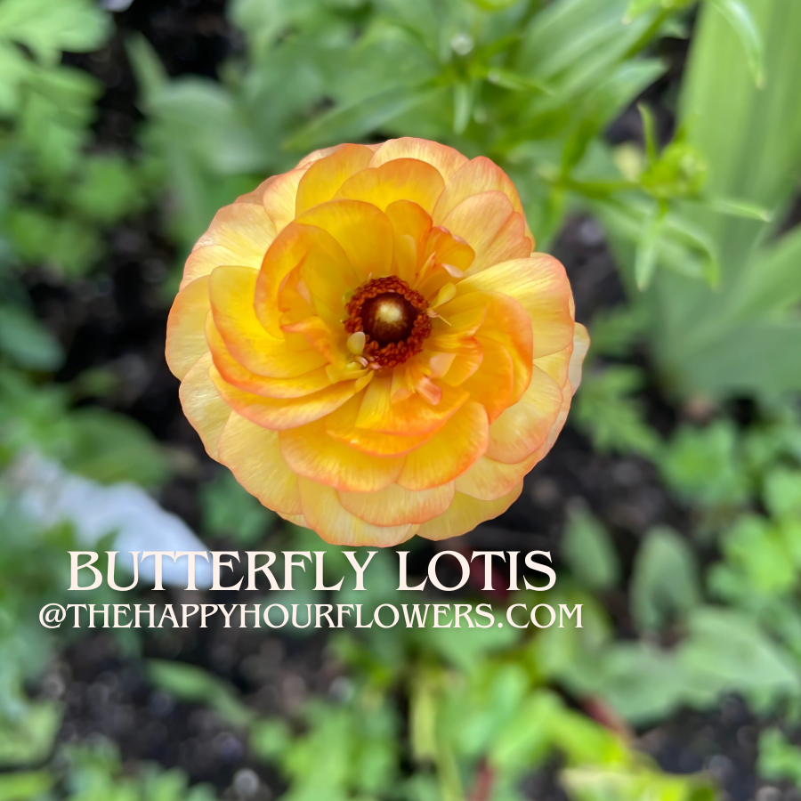 Butterfly Ranunculus Lotis