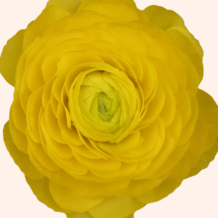 Romance Ranunculus Corms; St. Tropez- Pack of 5