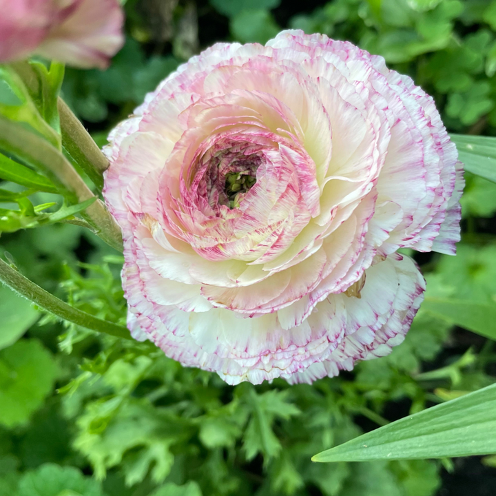 a close up of a pink and white flower