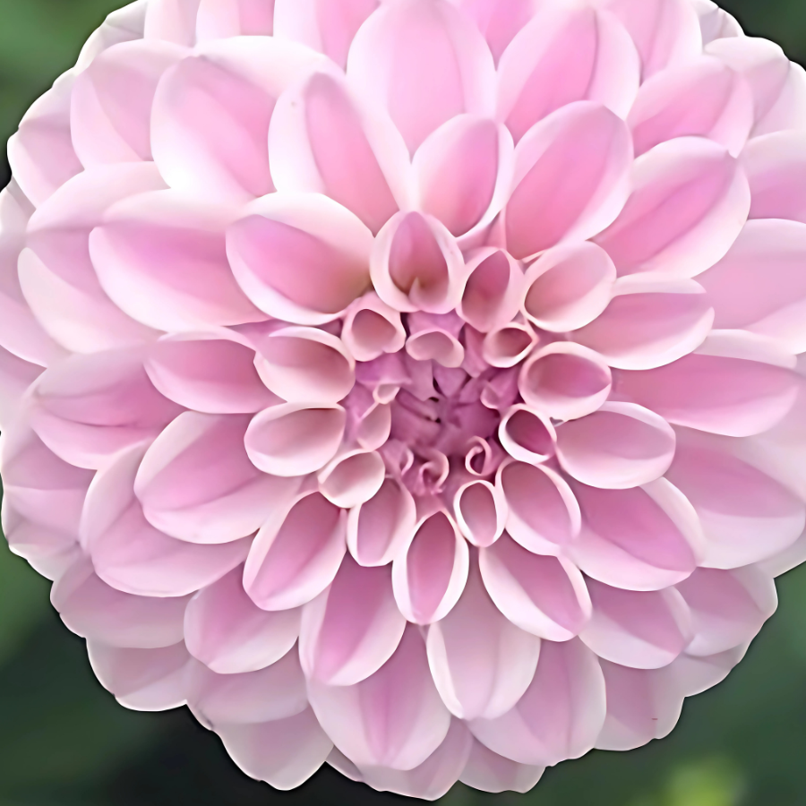 A focused image of a Pink Silk Dahlia bloom, emphasizing its colorful and intricate petals. Sourced from The Happy Hour Flowers, this dahlia is a favorite among gardeners, known for its blush and wine hues. These dahlia tubers are part of a best seller collection, ideal for enhancing any planting collection with stunning, vibrant flowers.