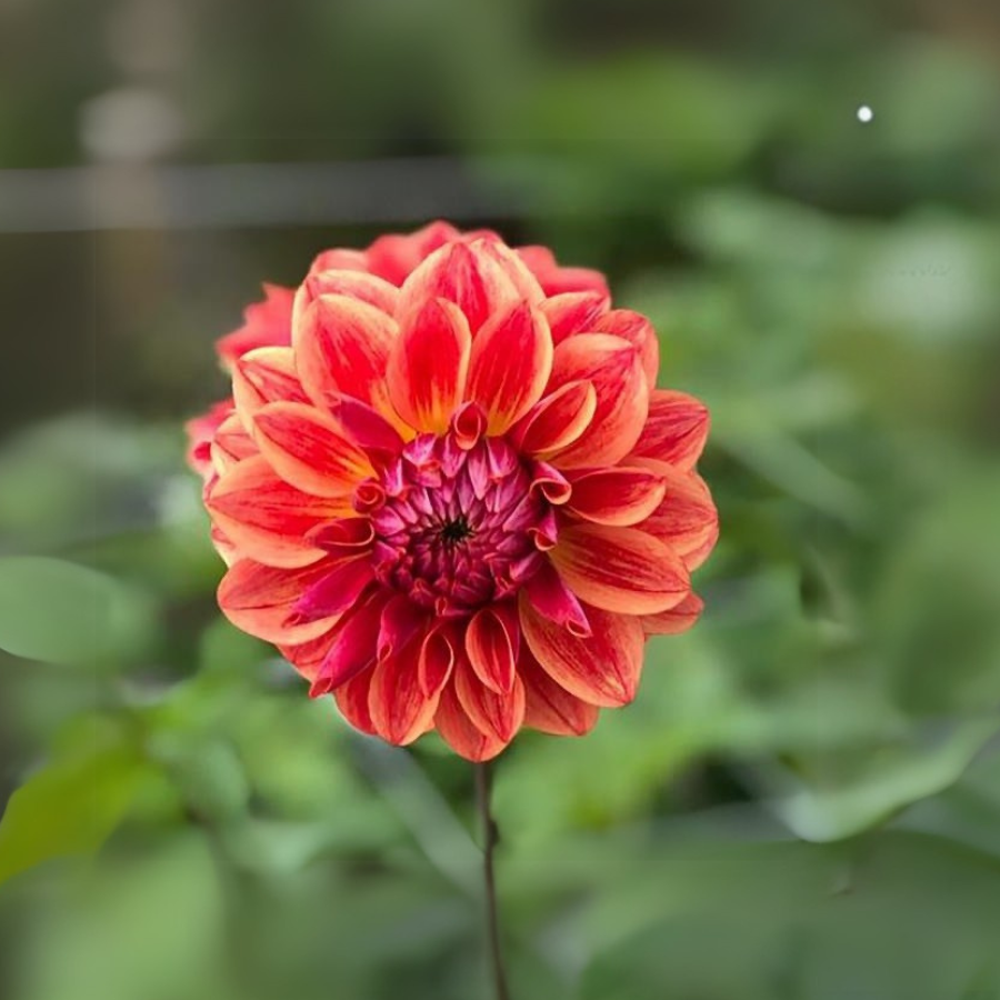 A beautifully opened All That Jazz Dahlia displaying rich hues of red and orange in a captivating garden scene. This flower, provided by The Happy Hour Flowers, stands out with its intricate petal structure, ideal for cut flowers and floral designs. Keywords: all that jazz dahlia, black, black diamond, burgundy, farm, farmer, Floret, flower, magenta, no till.