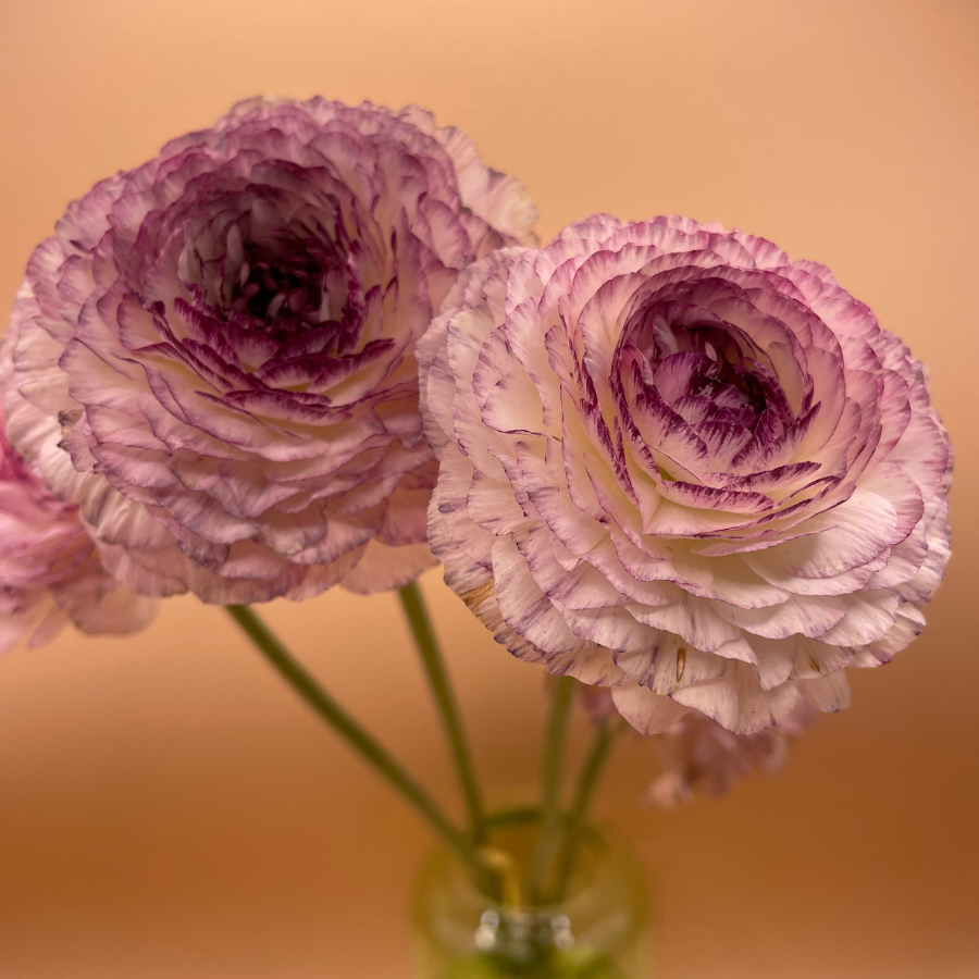 Elegance® Ranunculus Corms; Bianco Striato- Pack of 10 Corms