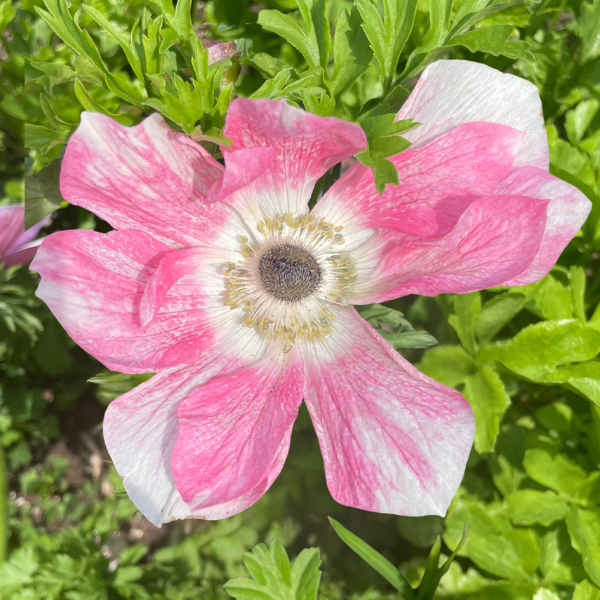 Mistral Tigré Salmone Anemone; Pack of 10