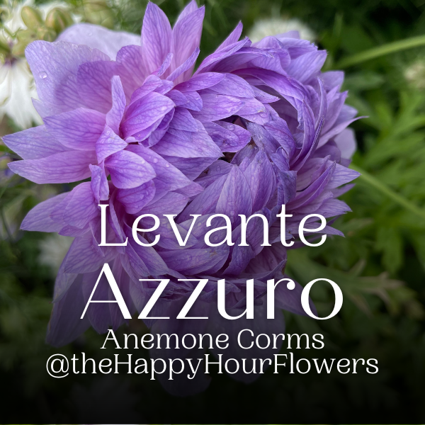 Artistic presentation of Levante Azzuro Anemone from The Happy Hour Flowers against a lush background, perfect for garden lovers. This Italian flower is a fabulous choice for cutting gardens or weddings, complementing pinky shades and other vibrant blooms in floral arrangements.