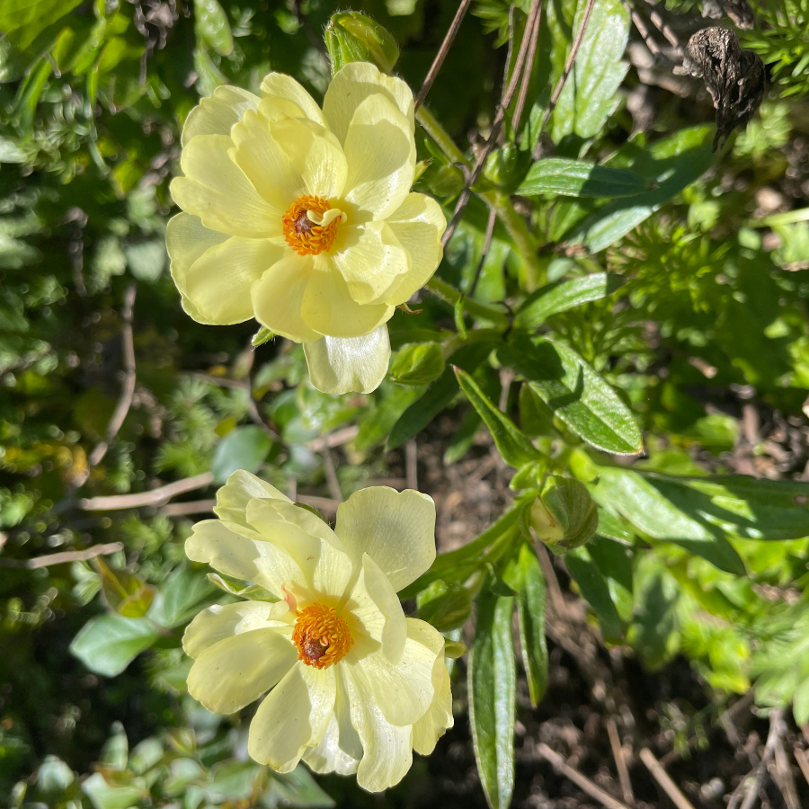 Butterfly Ranunculus Helios, pale yellow