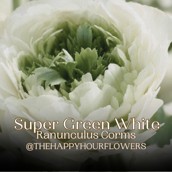 Super Green Ranunculus Corms; White; Pack of 10