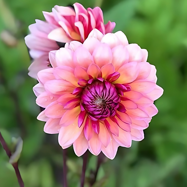 Another breathtaking view of the Sweet Sanne Dahlia Tuber, exhibiting its luxurious blush and plum hues. This popular flower from The Happy Hour Flowers is a best seller in their selection of dahlia tubers, ideal for garden lovers aiming to grow beautiful, colorful dahlias effortlessly.