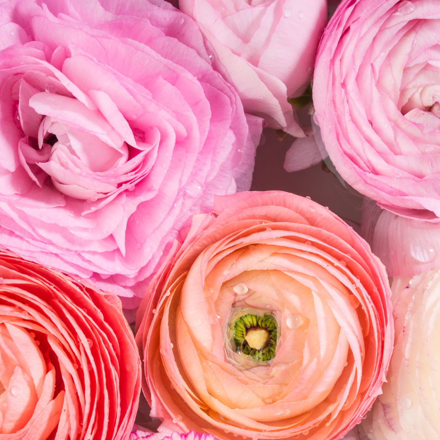 Bright and cheerful close-up of Half-Clone Ranunculus flowers from The Happy Hour Flowers, showcasing their beautiful textures. Perfect for wedding designs and beloved by cut flower growers, these blooms are from corms for sale and planting in Arlington. Explore Half-Clone Ranunculus today!