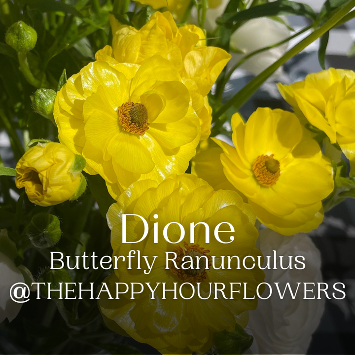 Butterfly Ranunculus Dione Corms- Pack of 5