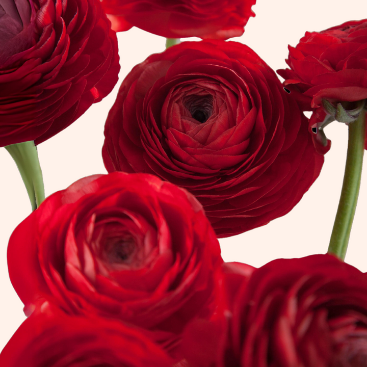 Elegance Ranunculus Rossa, Pack of 10