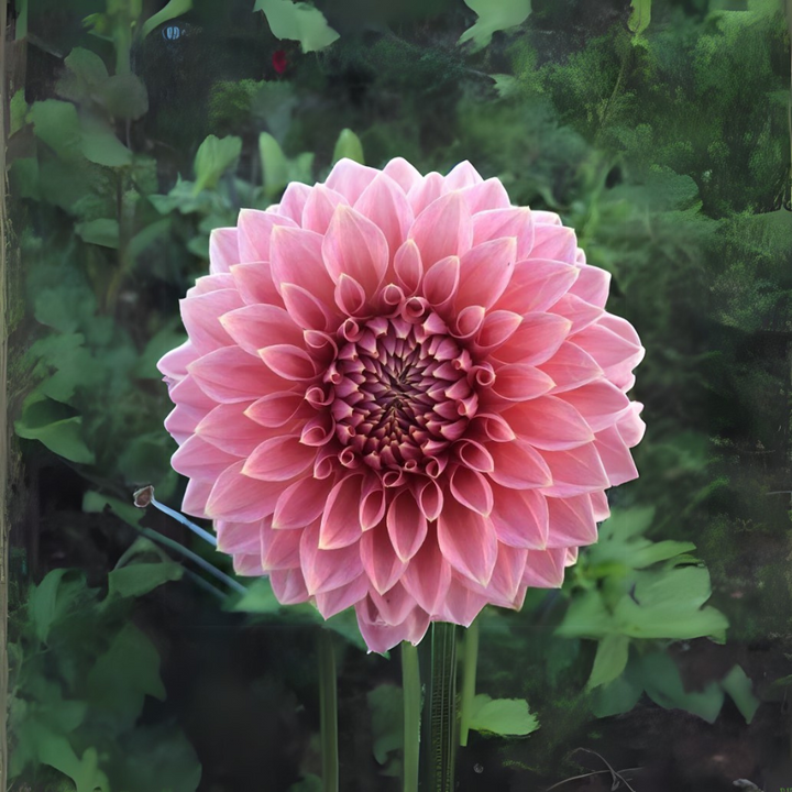 Close-up of the Askwith Minnie Dahlia Tuber from The Happy Hour Flowers, showcasing its large mauve pink blooms with a ball-shaped form and pointed petals.