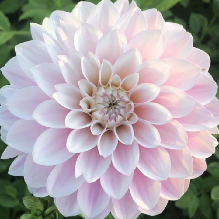 A stunning top view of a blooming pink dahlia flower with intricate petal arrangements. Ideal for garden lovers. Get yours at The Happy Hour Flowers. Janick's Symphony Dahlia.