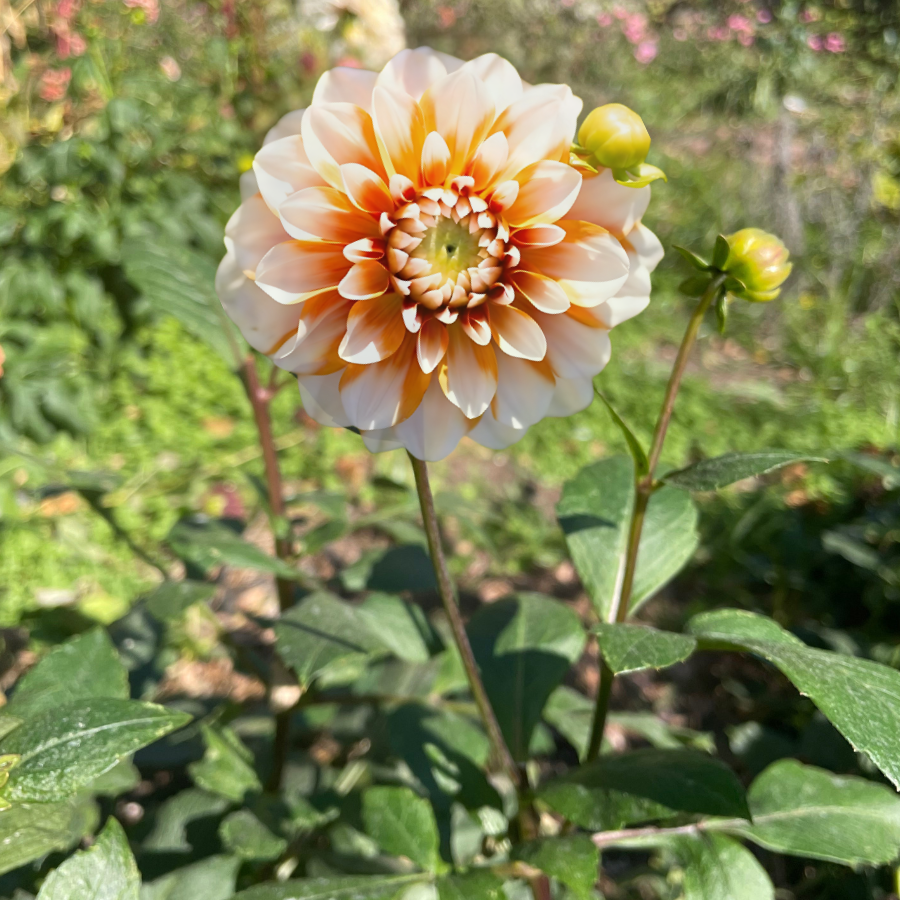 Tangerine dahlia orange and Ivory for sale