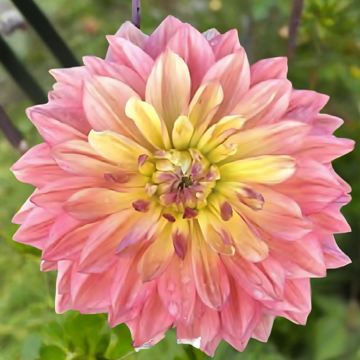 A close-up view of Wanda's Aurora Dahlia Tuber by The Happy Hour Flowers, showcasing the vibrant shades of pink, yellow, and salmon in this large cut flower.